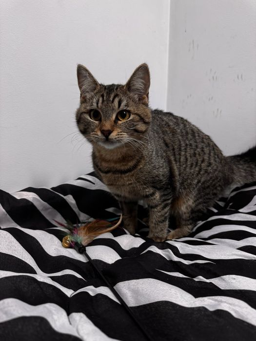 Шері мила дівчинка у пошуках дому