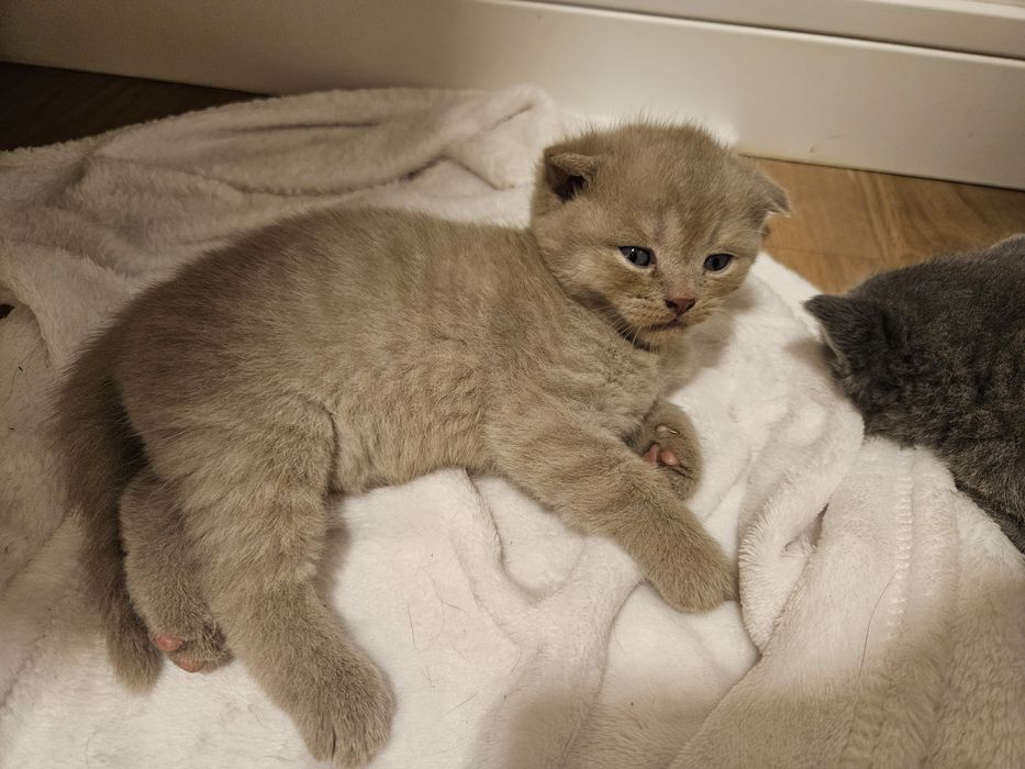 Scottish fold 2 meses