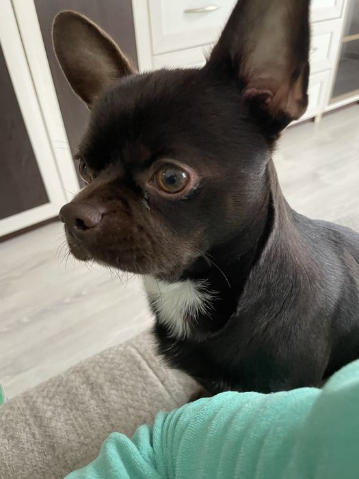 Хлопчик Чіхуахуа шукає наречену)