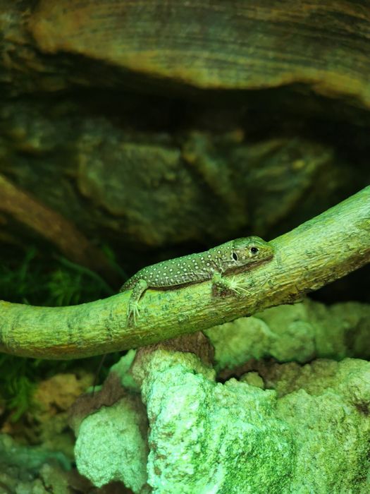 Jaszczurka perłowa, Timon  lepidus