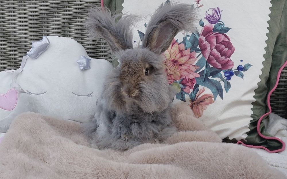 Królik angora angielska york  króliki miniaturka