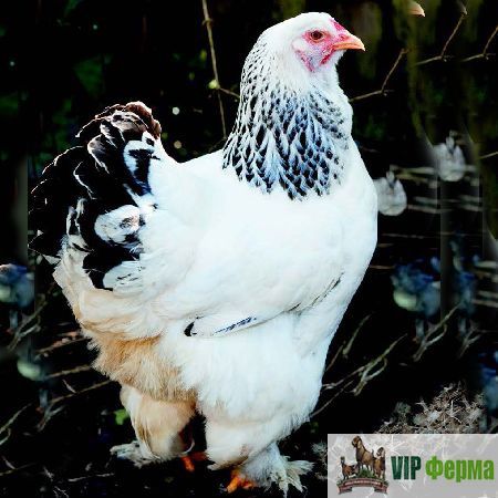 Інкубаційне яйце светлої брами