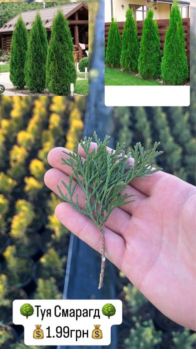 Черенки, живці, для вкорінення, туя смарагд,ялівець,кипарис, ялинка.