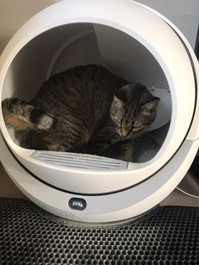 Samoczyszcząca kuweta Petree Kula 1 - Prosta obsługa!