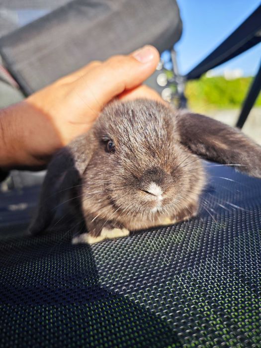 Coelhinhos anão Holland Lop 2 Meses