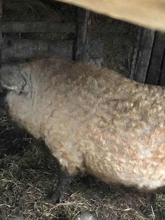 Продам домашню свинину ( м‘ясо угорської мангалиці )