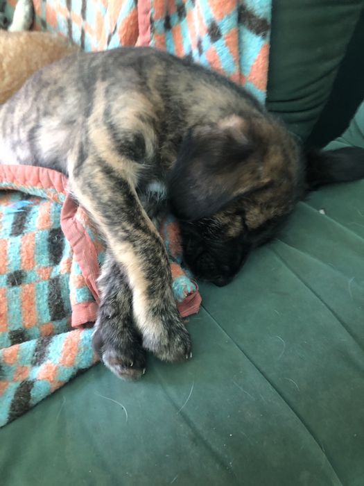 Cachorros para adopcao responsavel