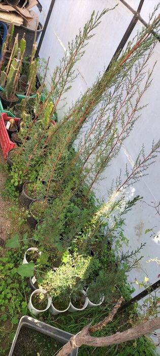 Cedro italiano disponível