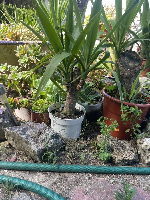 Yucca diversos tamanhos