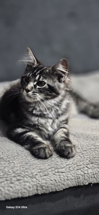 Maine Coon Nad Stawami
