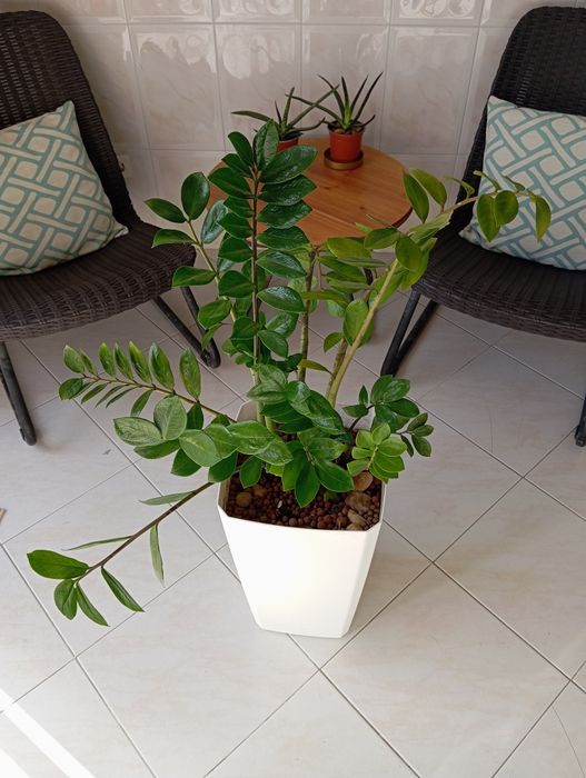 Planta + vaso - altura: 1m