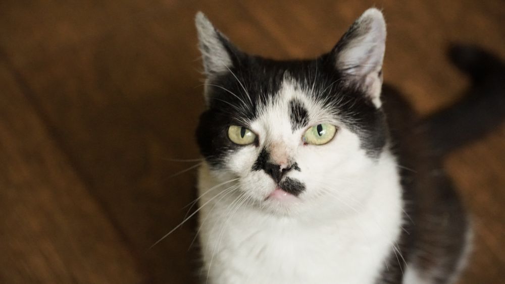 Киця Аліса шукає новий дім