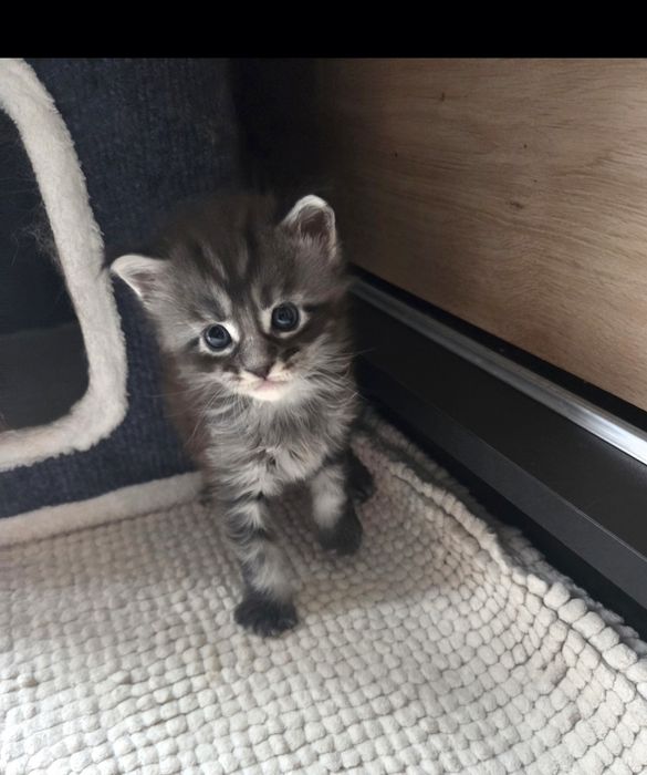 ZAREZERWOWANY. Maine Coon kocurek Boston