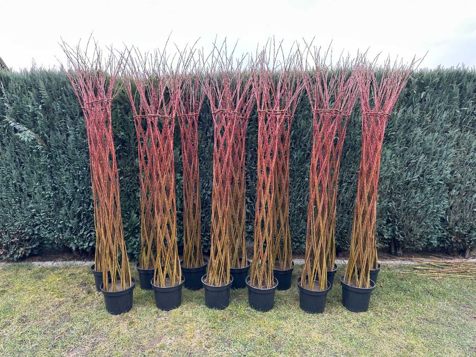 Wierzba pleciona 2 metry, drzewko ozdobne do ogrodu