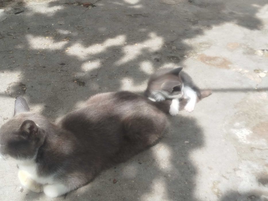 GATINHOS para dar