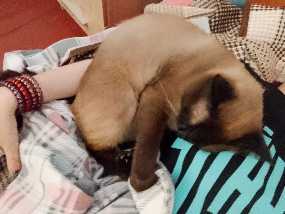 Віддам кота в добрі руки