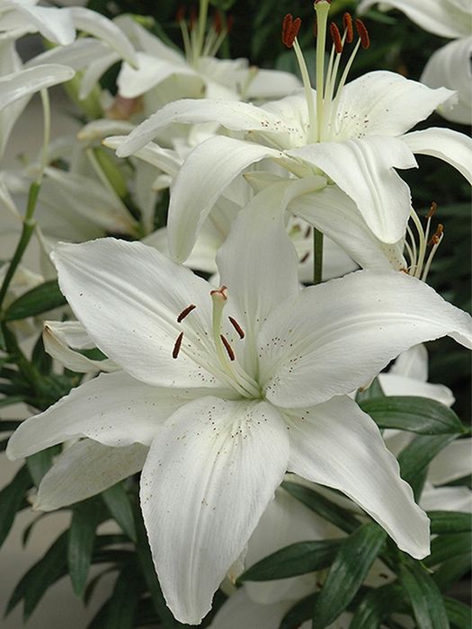 Лілія низька-висока