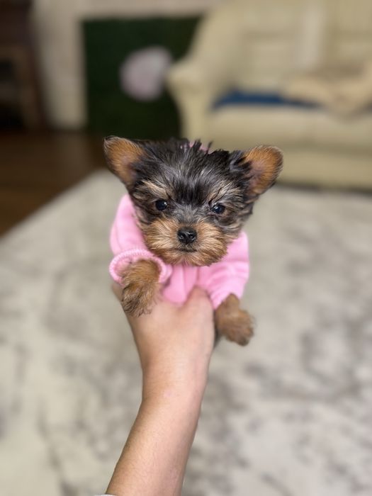 Йорки супер міні