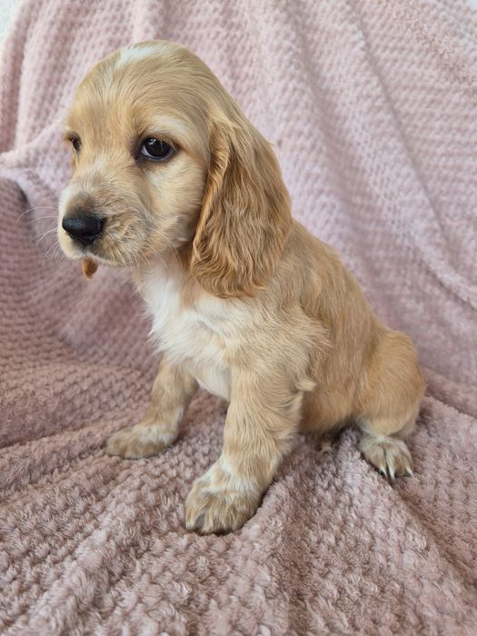 Cocker spaniel suczka 4