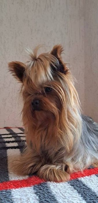 Міні Йорки 2 хлопчика