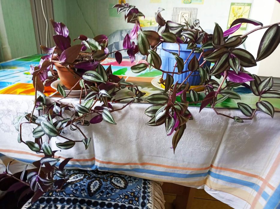 Традесканція, вазон