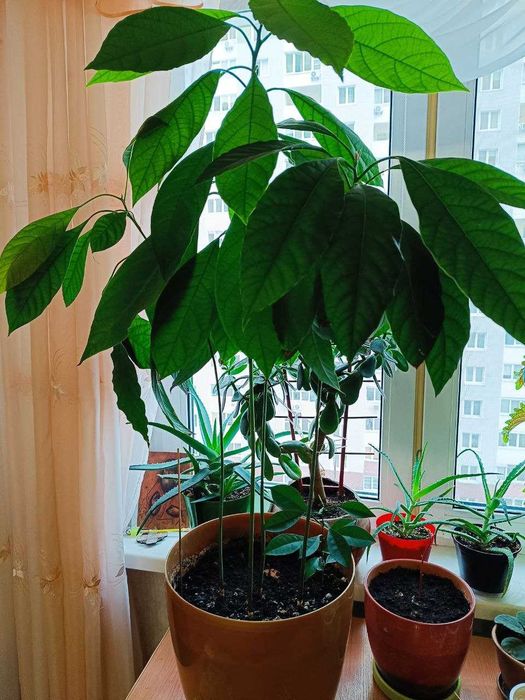 Продам авокадо з 5 та 4 дерев в одному горщику.