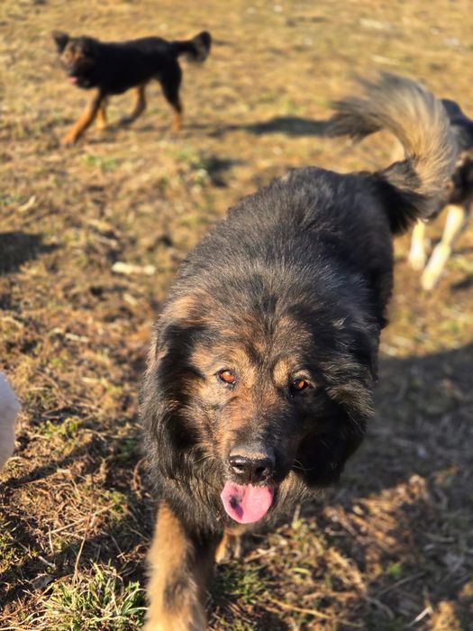 Pers - owczarek kraski do adopcji, oddam za darmo