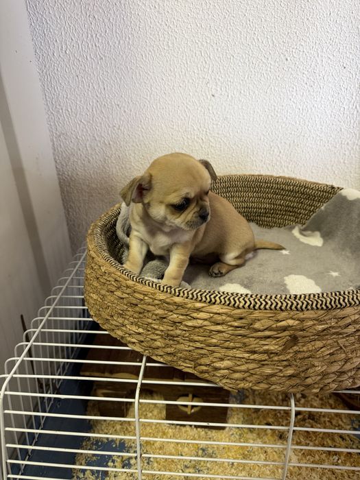 Chihuahua Excelente Linhagem