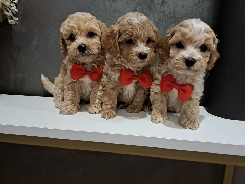 Maltipoo uroczy chłopczyk