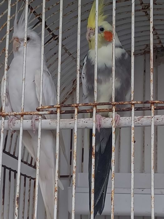 Aves varias casais