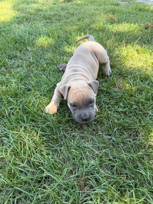 Amstaff American Staffordshire Terrier blue capp