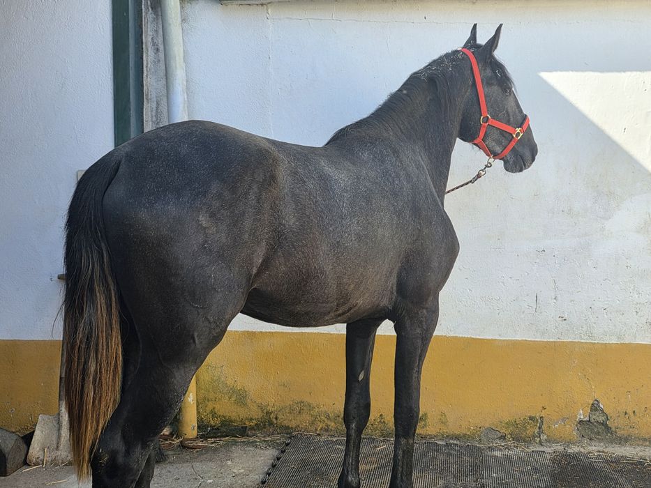 Puro Sangue Lusitano