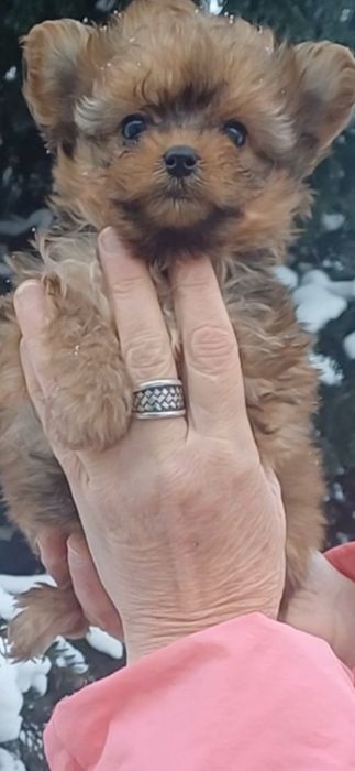 Дивовижний хлопчик ,красунчик.