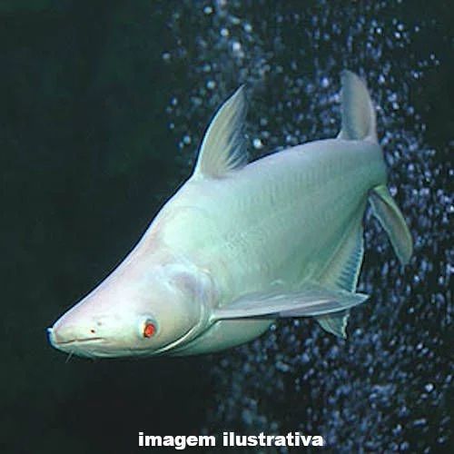 Pangassius stuchi albino