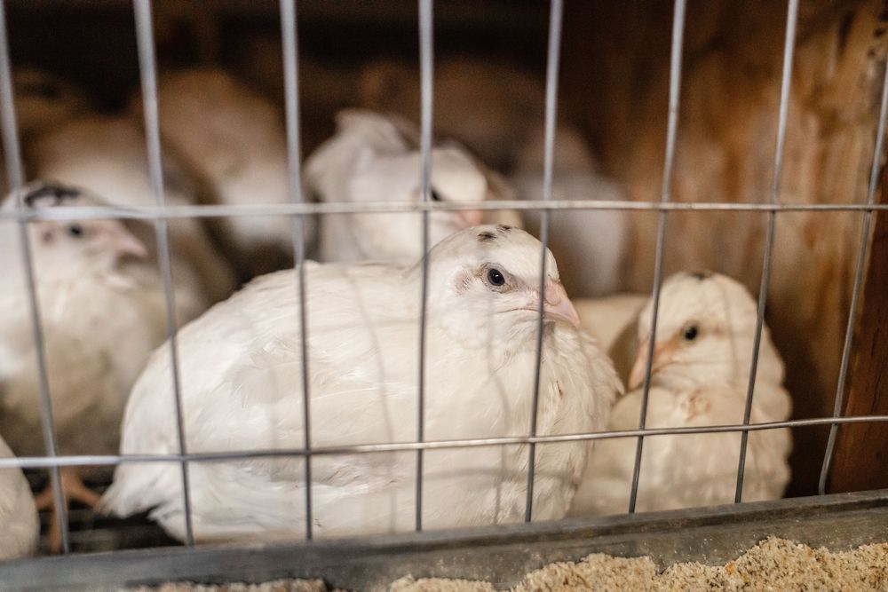 Перепілка несучка та  підрощені «техасець»