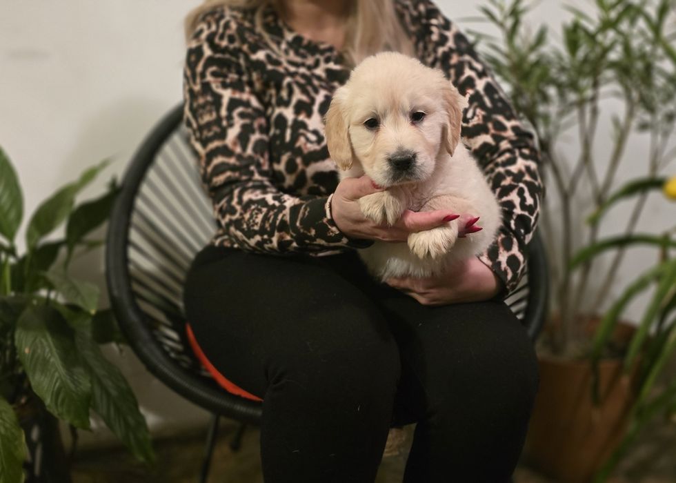 Golden retriever szczeniak