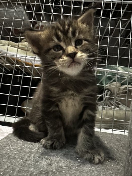 Мейн кун котята  с документами