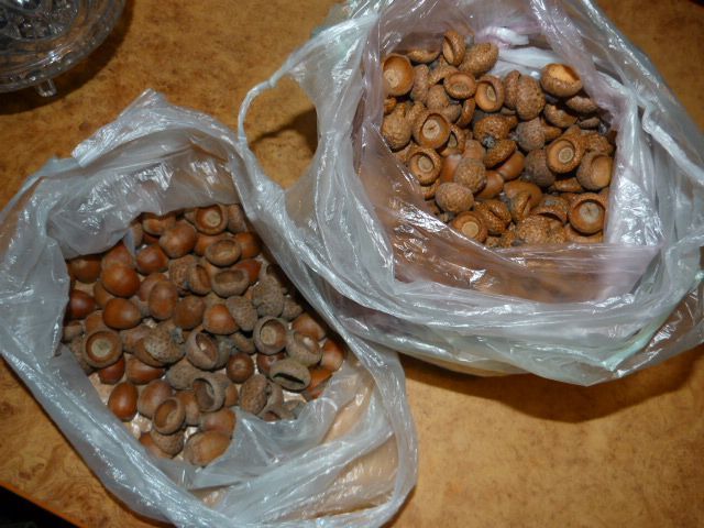 Желуди, плоды, осень 2020