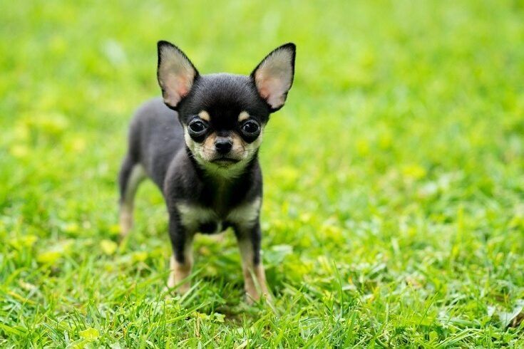 Продам чистокровне чіхуахуа