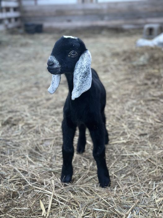 Анго-нубійський козлик 100%