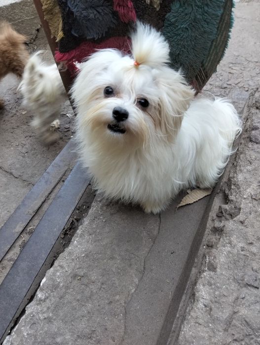 Мальчик мальтези корейские крови