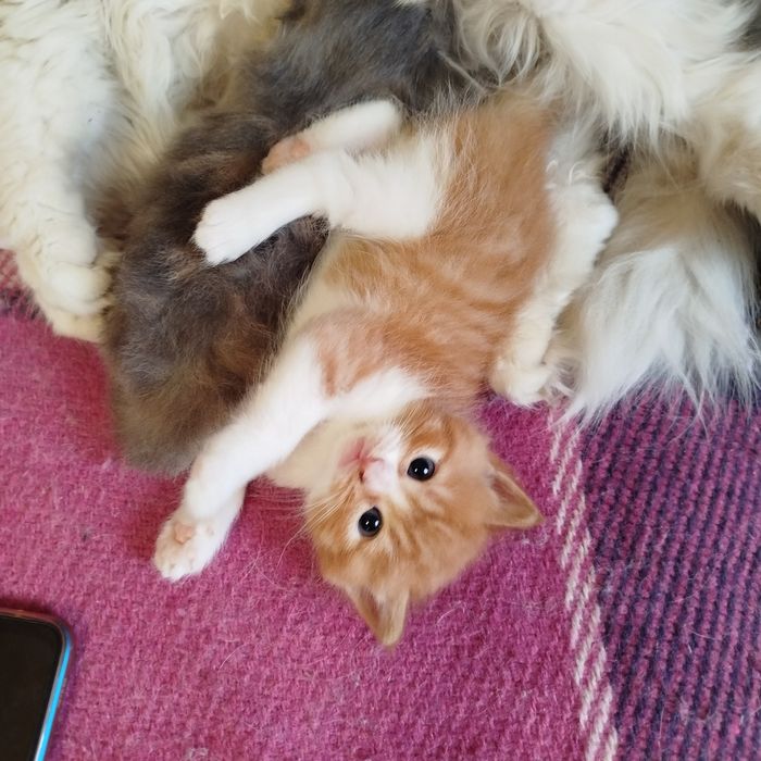 Віддам рудого котика кошенята
