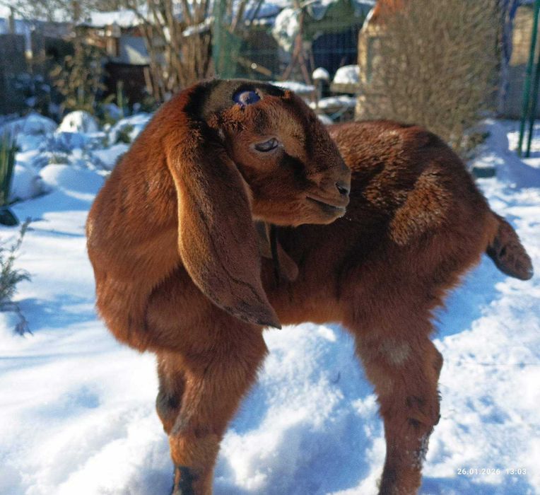 Козочка 25% камори , коза,козлята