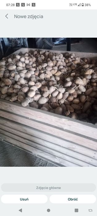 Ziemniaki sadzeniaki Ignacy