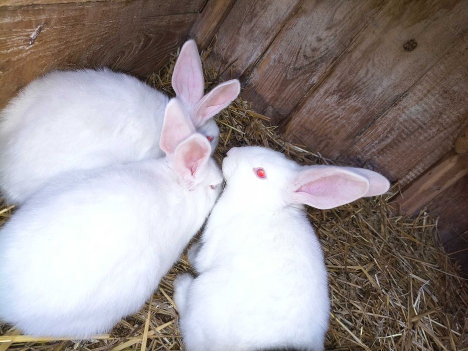 Sprzedam króliki