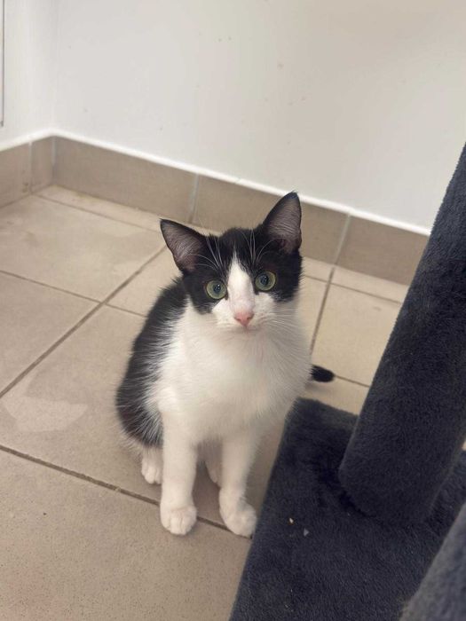 Auron - spokojny, czarno-biały kot szuka kochającego domu!