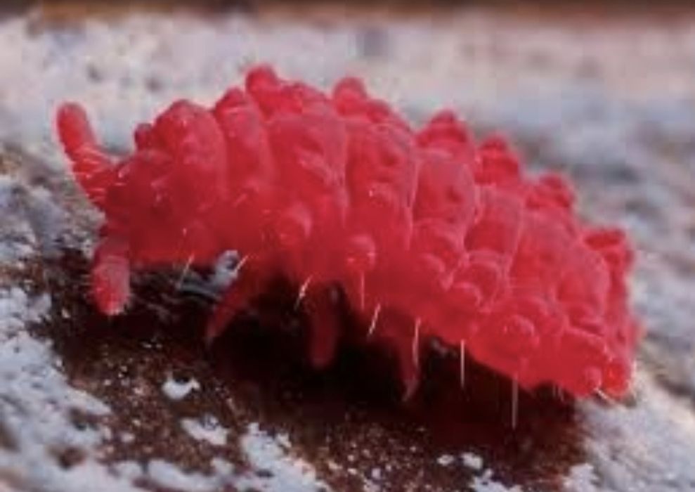 Colembolos vermelhos e Springtail - Folsomia Candida