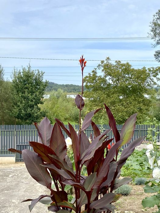 Канни квіти пальмолисті (клубні)