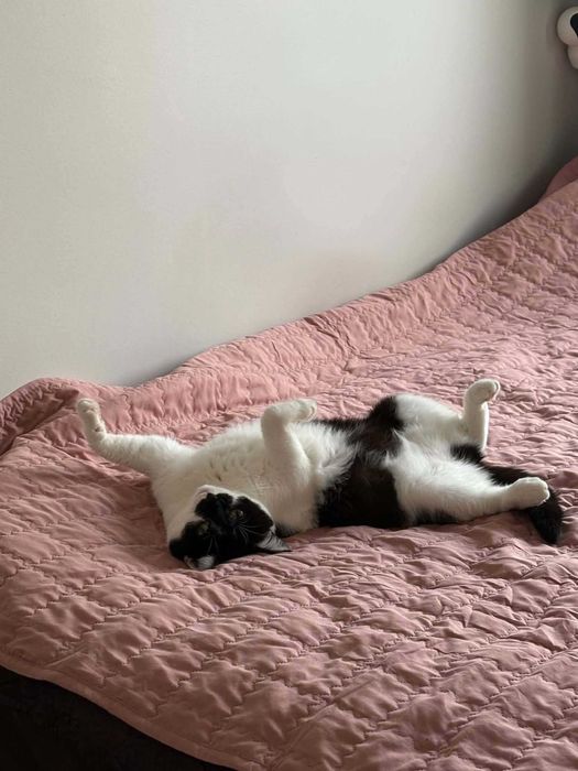 Dwie piękne urocze i rozmowne kotki do adopcji :)