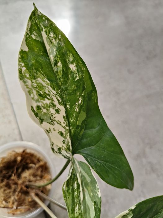 Syngonium Emerald Gem